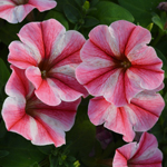 Petunia Prettytoonia Strawberry Cream